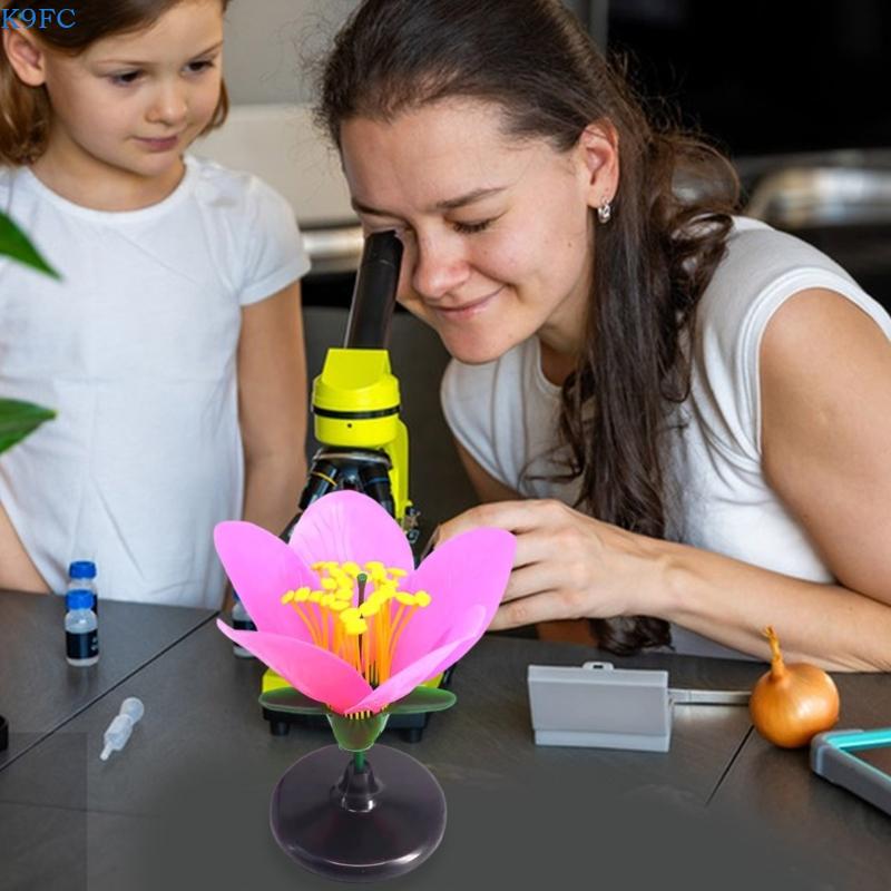 K9FC Realistic Plant Teaching  - Science Exhibition Models avis et prix