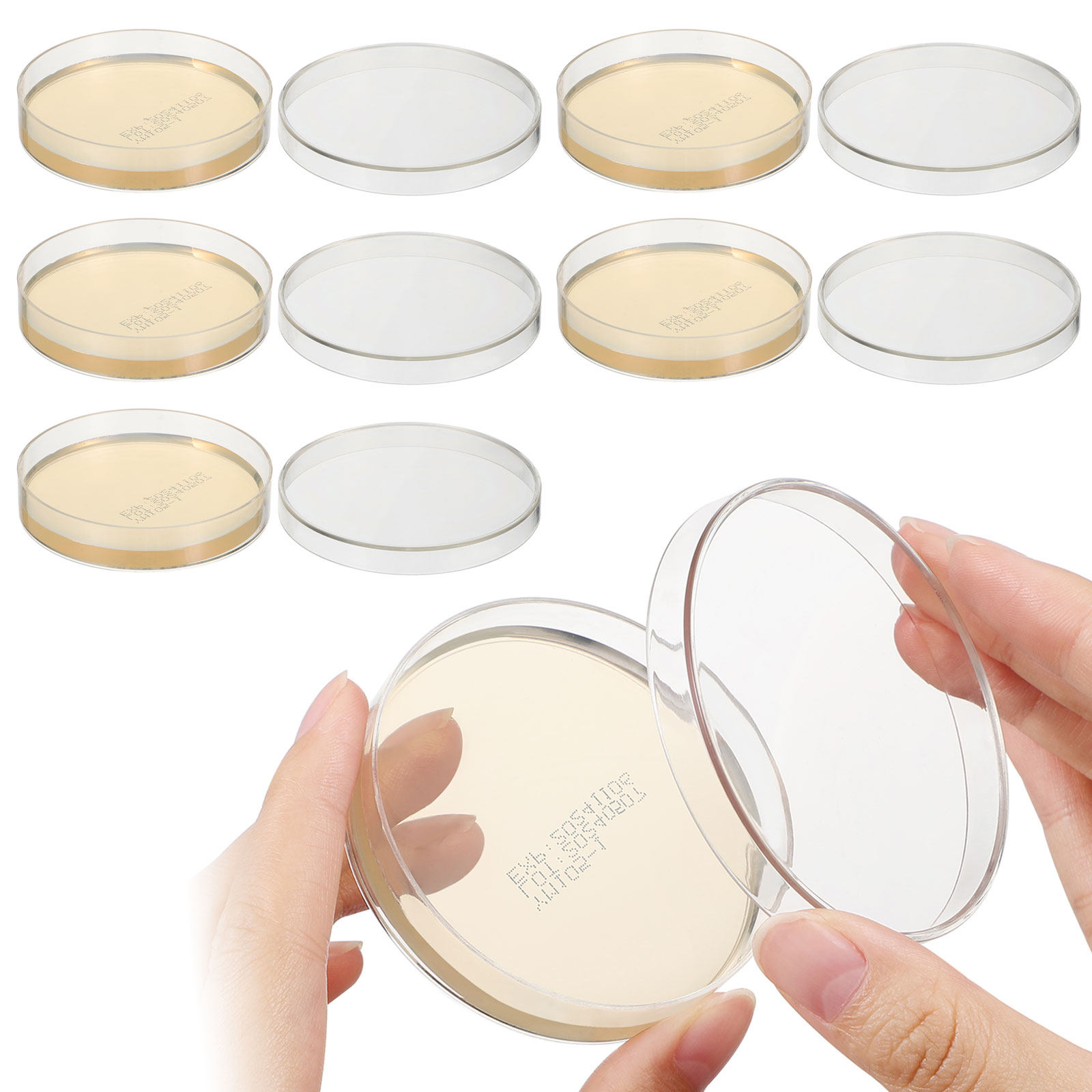 Agar Plates 10pcs Ready to Use - Science Experiment avis et prix
