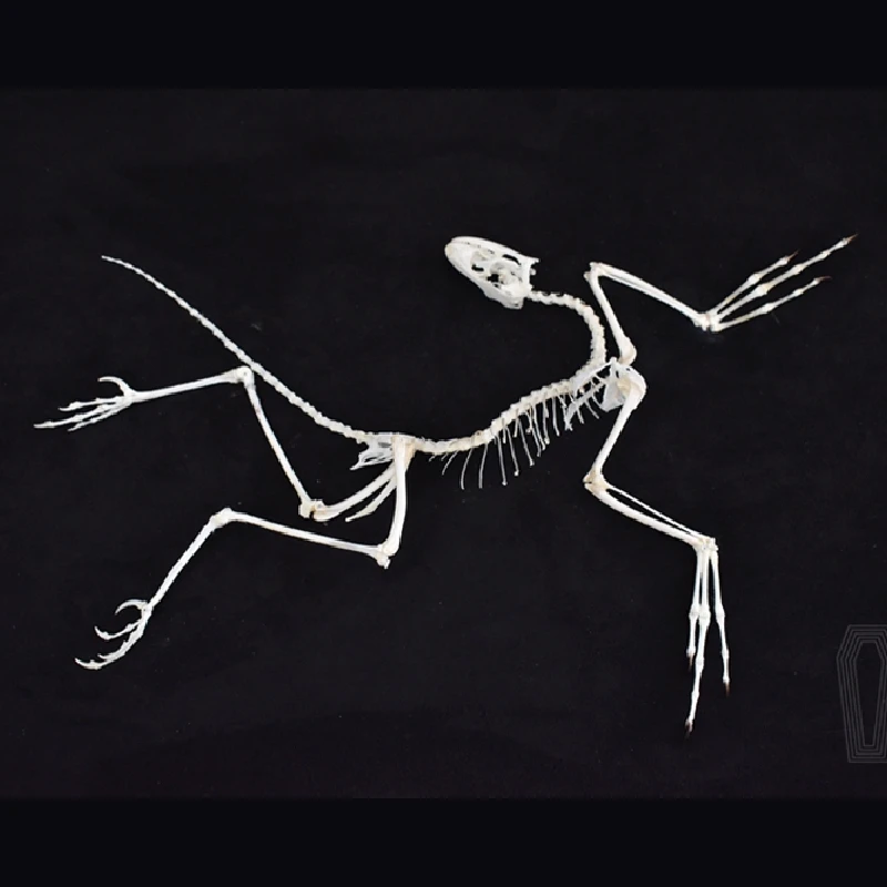 2120 Archaeopteryx Fossil Art  - Fossil Replica Display avis et prix