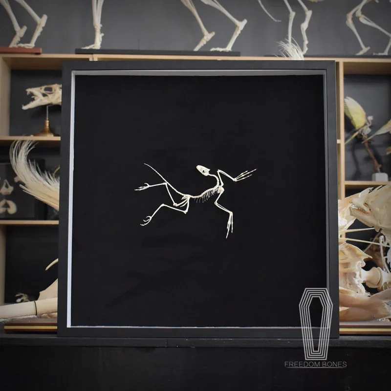 2120 Archaeopteryx Fossil Art  - Fossil Replica Display avis et prix