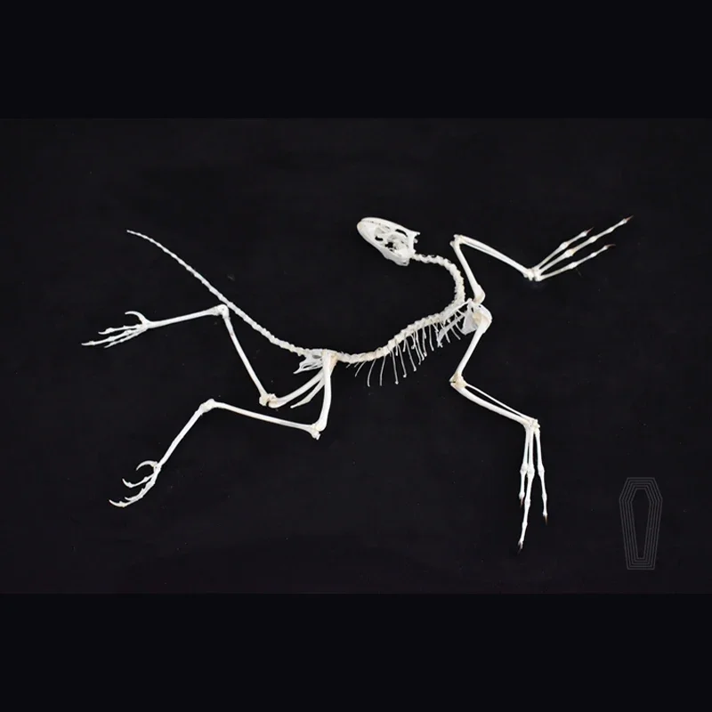 2120 Archaeopteryx Fossil Art  - Fossil Replica Display avis et prix