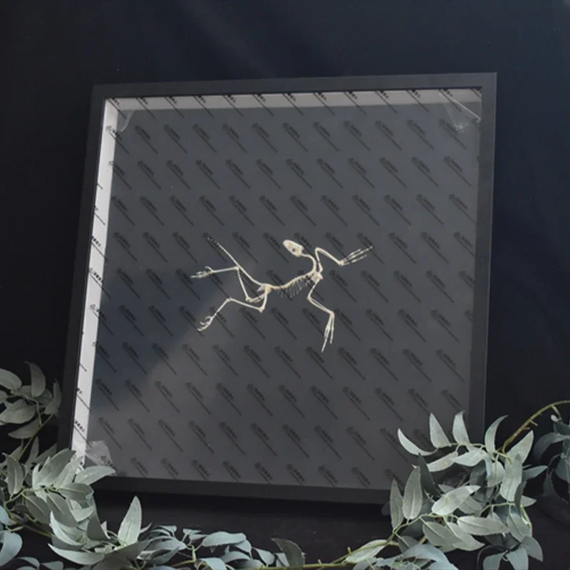 2120 Archaeopteryx Fossil Art  - Fossil Replica Display avis et prix