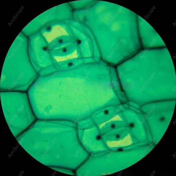 AmScope M148 Series Biological - Microscope Compound 40X avis et prix